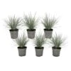 Festuca Glauca 'Elijah Blue' - Set Van 6 Festuca - Pot 9cm - Hoogte 10-15cm -Bekend Tuinmeubelen Winkel 1000046289