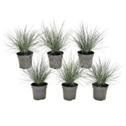 Festuca Glauca 'Elijah Blue' - Set Van 6 Festuca - Pot 9cm - Hoogte 10-15cm