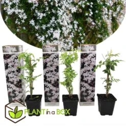 Jasminoides Officinale - Set Van 3 - Wit - Jasmijn - Pot 9cm - Hoogte 25-40cm -Bekend Tuinmeubelen Winkel 1000046303 0102