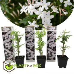 Jasminoides Officinale - Set Van 3 - Wit - Jasmijn - Pot 9cm - Hoogte 25-40cm -Bekend Tuinmeubelen Winkel 1000046303 0103