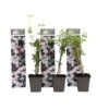 Jasminoides Officinale - Set Van 3 - Wit - Jasmijn - Pot 9cm - Hoogte 25-40cm 2 Jasminoides Officinale - Set Van 3 - Wit - Jasmijn - Pot 9cm - Hoogte 25-40cm -Bekend Tuinmeubelen Winkel 1000046303
