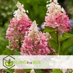 Hydrangea 'Pinky Winky' - Pluimhortensia - Pot 19cm - Hoogte 25-40cm -Bekend Tuinmeubelen Winkel 1000046934 0103