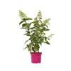 Hydrangea 'Pinky Winky' - Pluimhortensia - Pot 19cm - Hoogte 25-40cm -Bekend Tuinmeubelen Winkel 1000046934