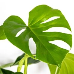 Monstera Deliciosa Incl. Mand - Gatenplant - ⌀21 Cm - ↕70-80 Cm -Bekend Tuinmeubelen Winkel 1000069549 0102