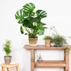 Monstera Deliciosa Incl. Mand - Gatenplant - ⌀21 Cm - ↕70-80 Cm -Bekend Tuinmeubelen Winkel 1000069549 0103