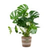 Monstera Deliciosa Incl. Mand - Gatenplant - ⌀21 Cm - ↕70-80 Cm -Bekend Tuinmeubelen Winkel 1000069549