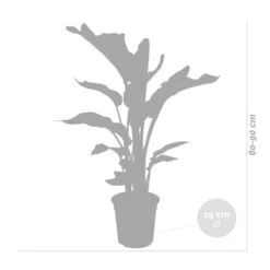 Strelitzia Nicolai Incl. Mand - ⌀19 Cm - ↕80-90 Cm -Bekend Tuinmeubelen Winkel 1000070206 0104