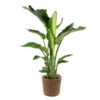 Strelitzia Nicolai Incl. Mand - ⌀19 Cm - ↕80-90 Cm -Bekend Tuinmeubelen Winkel 1000070206