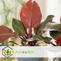 Philodendron Sunlight - Pot 12cm - Hoogte 20-30cm -Bekend Tuinmeubelen Winkel 1000081957 0103