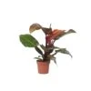 Philodendron Sunlight - Pot 12cm - Hoogte 20-30cm -Bekend Tuinmeubelen Winkel 1000081957