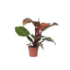 Philodendron Sunlight - Pot 12cm - Hoogte 20-30cm