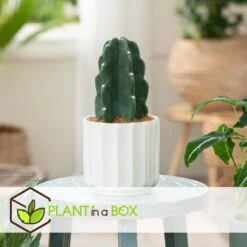 Cereus Jamacaru - Cactus "Cuddly" - Set Van 2 - Pot 12cm - Hoogte 25-30cm -Bekend Tuinmeubelen Winkel 1000081972 0103