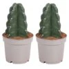 Cereus Jamacaru - Cactus "Cuddly" - Set Van 2 - Pot 12cm - Hoogte 25-30cm -Bekend Tuinmeubelen Winkel 1000081972