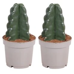 Cereus Jamacaru - Cactus "Cuddly" - Set Van 2 - Pot 12cm - Hoogte 25-30cm