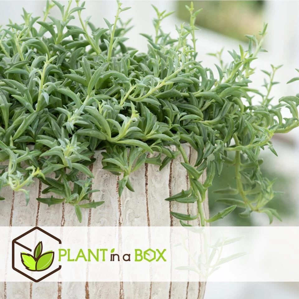 Senecio Peregrinus - Pot 12cm - Hoogte 10-20cm 4 Senecio Peregrinus - Pot 12cm - Hoogte 10-20cm - Afbeelding 2