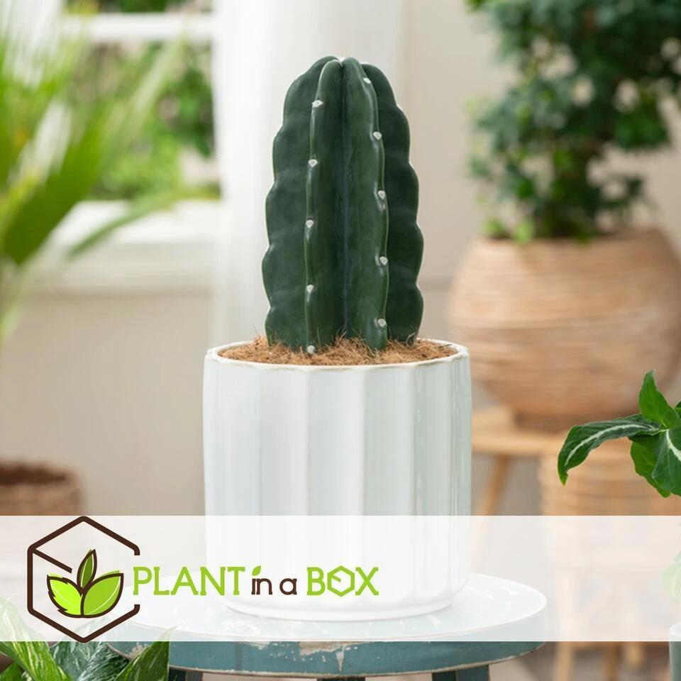 Cereus Jamacaru - Cactus "Cuddly" - Pot 18cm - Hoogte 30-35cm 3 Cereus Jamacaru - Cactus "Cuddly" - Pot 18cm - Hoogte 30-35cm - Afbeelding 2