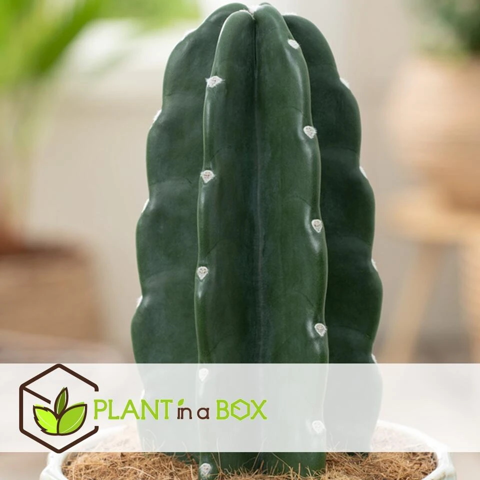 Cereus Jamacaru - Cactus "Cuddly" - Pot 18cm - Hoogte 30-35cm 4 Cereus Jamacaru - Cactus "Cuddly" - Pot 18cm - Hoogte 30-35cm - Afbeelding 3