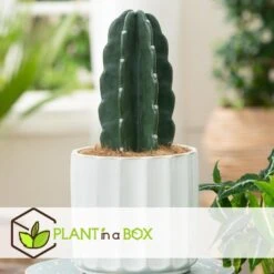 Cereus Jamacaru - Cactus "Cuddly" - Pot 18cm - Hoogte 30-35cm 8 Cereus Jamacaru - Cactus "Cuddly" - Pot 18cm - Hoogte 30-35cm -Bekend Tuinmeubelen Winkel 1000082007 0104