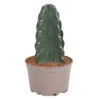 Cereus Jamacaru - Cactus "Cuddly" - Pot 18cm - Hoogte 30-35cm -Bekend Tuinmeubelen Winkel 1000082007