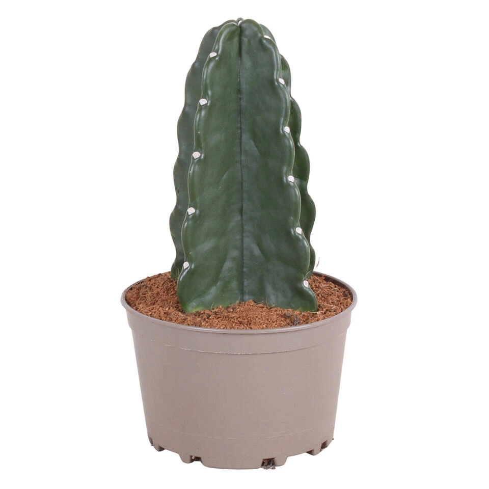 Cereus Jamacaru - Cactus "Cuddly" - Pot 18cm - Hoogte 30-35cm 2 Cereus Jamacaru - Cactus "Cuddly" - Pot 18cm - Hoogte 30-35cm