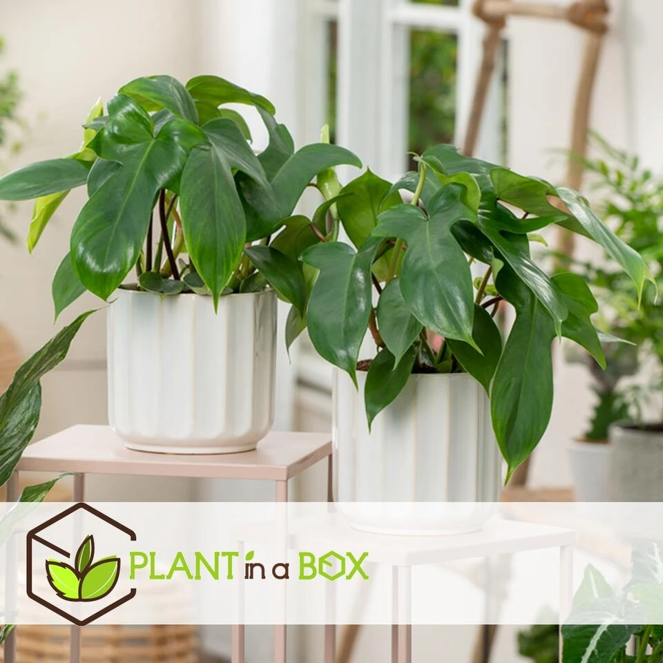 Philodendron Florida Green - Set Van 2 - Pot 12cm - Hoogte 20-30cm 4 Philodendron Florida Green - Set Van 2 - Pot 12cm - Hoogte 20-30cm - Afbeelding 2