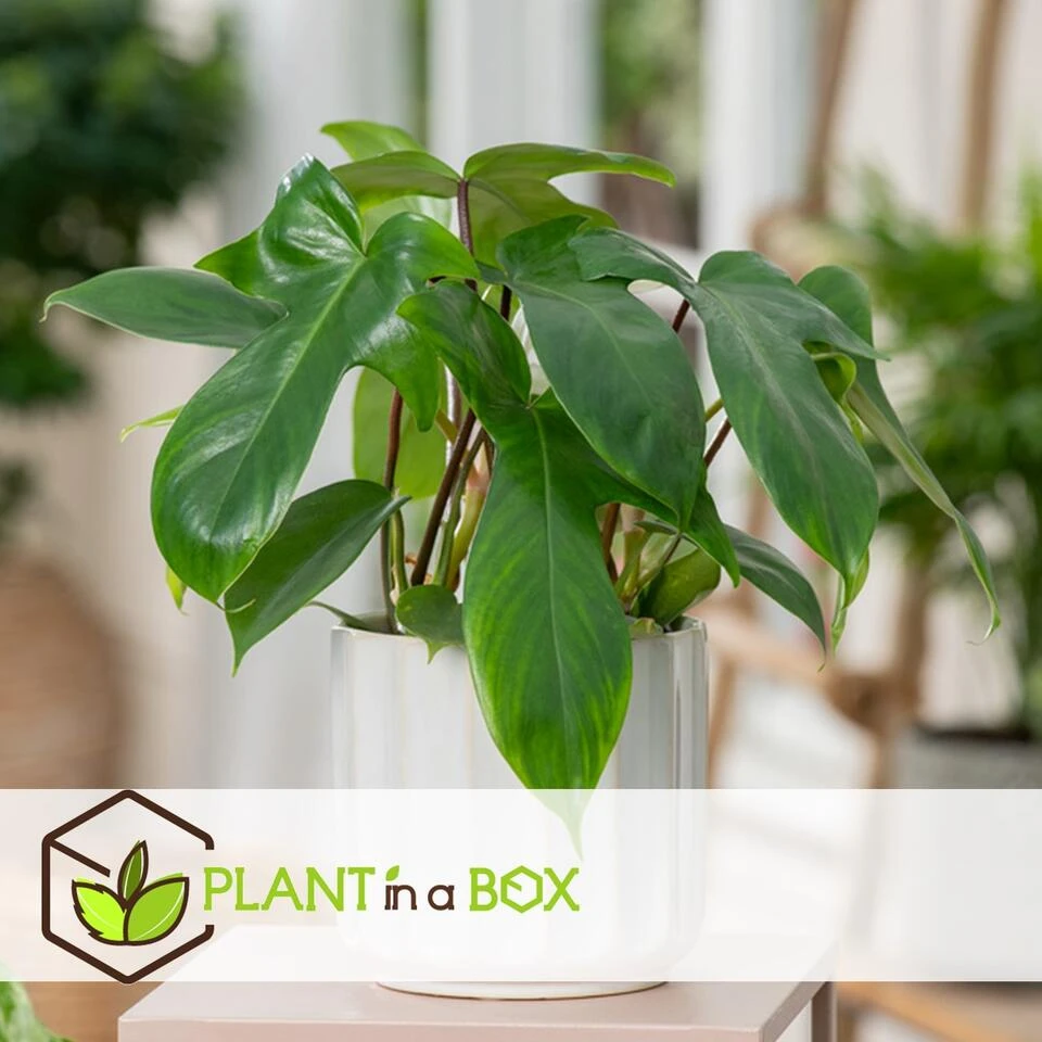 Philodendron Florida Green - Set Van 2 - Pot 12cm - Hoogte 20-30cm 6 Philodendron Florida Green - Set Van 2 - Pot 12cm - Hoogte 20-30cm - Afbeelding 4