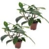 Philodendron Florida Green - Set Van 2 - Pot 12cm - Hoogte 20-30cm -Bekend Tuinmeubelen Winkel 1000082015