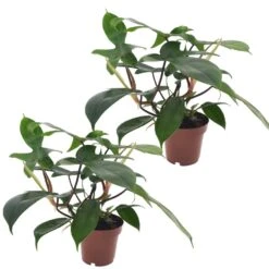 Philodendron Florida Green - Set Van 2 - Pot 12cm - Hoogte 20-30cm