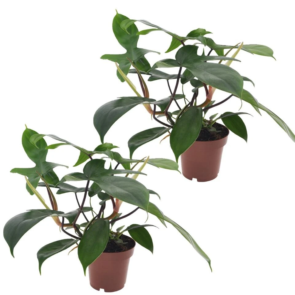 Philodendron Florida Green - Set Van 2 - Pot 12cm - Hoogte 20-30cm 3 Philodendron Florida Green - Set Van 2 - Pot 12cm - Hoogte 20-30cm