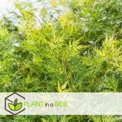 Acer Palmatum 'Emerald Lace' - Japanse Esdoorn - Pot 19cm - Hoogte 60-70cm -Bekend Tuinmeubelen Winkel 1000082017 0103