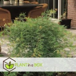 Acer Palmatum 'Emerald Lace' - Japanse Esdoorn - Pot 19cm - Hoogte 60-70cm -Bekend Tuinmeubelen Winkel 1000082017 0104