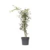 Acer Palmatum 'Emerald Lace' - Japanse Esdoorn - Pot 19cm - Hoogte 60-70cm -Bekend Tuinmeubelen Winkel 1000082017