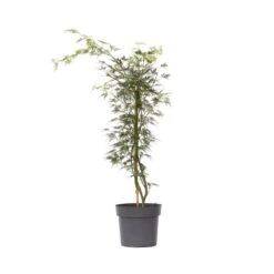 Acer Palmatum 'Emerald Lace' - Japanse Esdoorn - Pot 19cm - Hoogte 60-70cm
