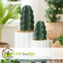 Cereus Jamacaru - Mix Van 2 - "Cuddly" Cactus - Pot 18/12cm - Hoogte 25-35cm -Bekend Tuinmeubelen Winkel 1000082023 0103