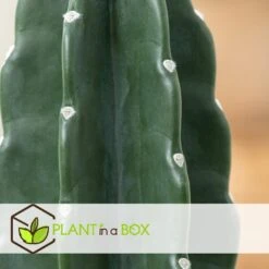 Cereus Jamacaru - Mix Van 2 - "Cuddly" Cactus - Pot 18/12cm - Hoogte 25-35cm -Bekend Tuinmeubelen Winkel 1000082023 0104