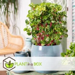 Iresine Herbstii 'Yellow' - Biefstukplant - Pot 13cm - Hoogte 20-30cm -Bekend Tuinmeubelen Winkel 1000082065 0103