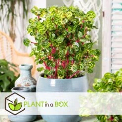 Iresine Herbstii 'Yellow' - Biefstukplant - Pot 13cm - Hoogte 20-30cm -Bekend Tuinmeubelen Winkel 1000082065 0104