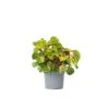 Iresine Herbstii 'Yellow' - Biefstukplant - Pot 13cm - Hoogte 20-30cm