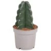 Cereus Jamacaru - Cactus "Cuddly" - Pot 12cm - Hoogte 25-30cm -Bekend Tuinmeubelen Winkel 1000082072