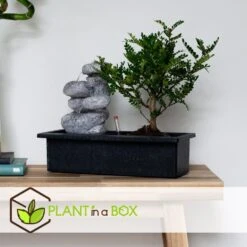 Bonsai Boom Met Easy-care Watersysteem - Zen Stenen - Hoogte 25-35cm 9 Bonsai Boom Met Easy-care Watersysteem - Zen Stenen - Hoogte 25-35cm -Bekend Tuinmeubelen Winkel 1000082106 0104