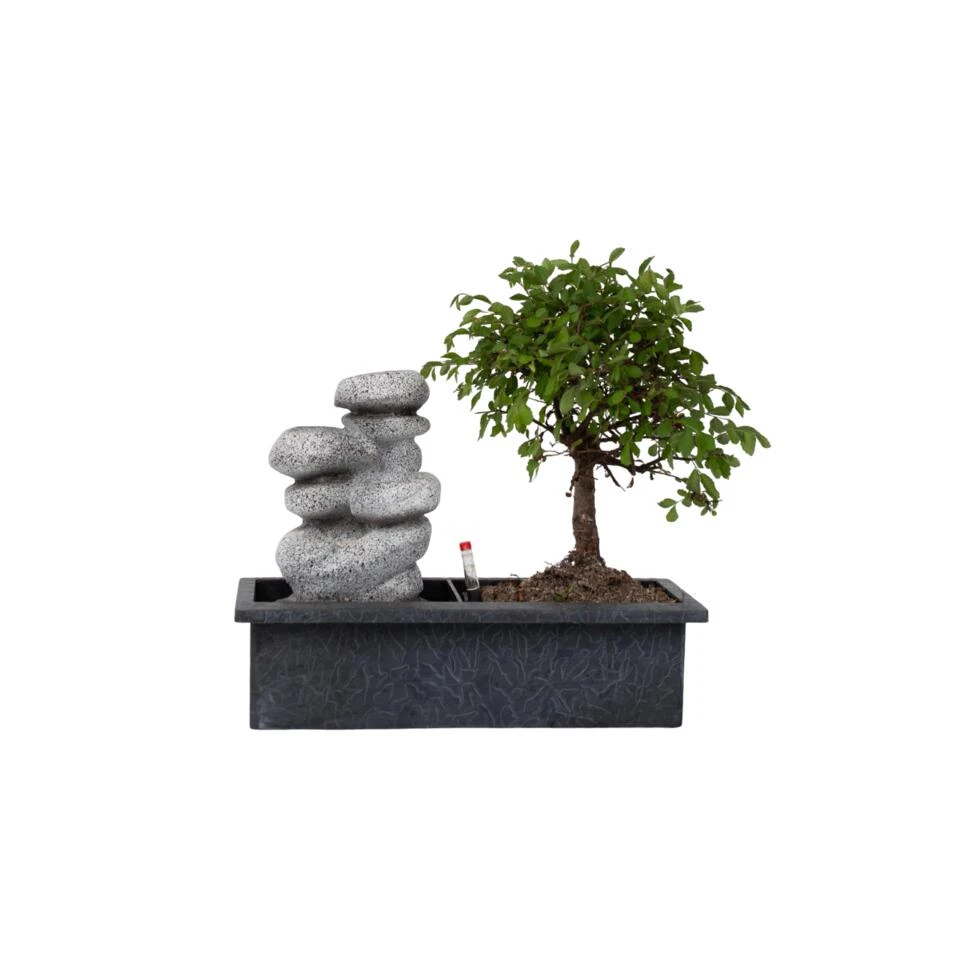 Bonsai Boom Met Easy-care Watersysteem - Zen Stenen - Hoogte 25-35cm 3 Bonsai Boom Met Easy-care Watersysteem - Zen Stenen - Hoogte 25-35cm