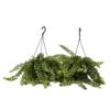 Aeschynantus Twister - Set Van 2 - Pot 15cm - Hoogte 20-30cm
