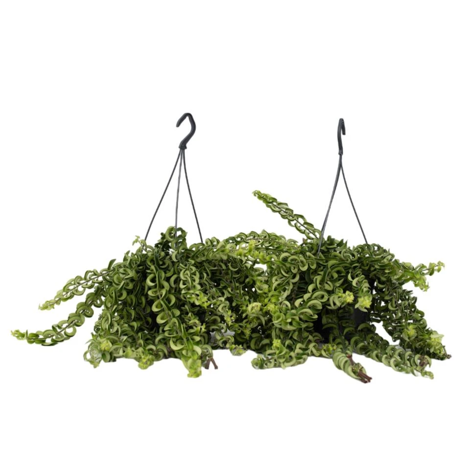 Aeschynantus Twister - Set Van 2 - Pot 15cm - Hoogte 20-30cm 3 Aeschynantus Twister - Set Van 2 - Pot 15cm - Hoogte 20-30cm