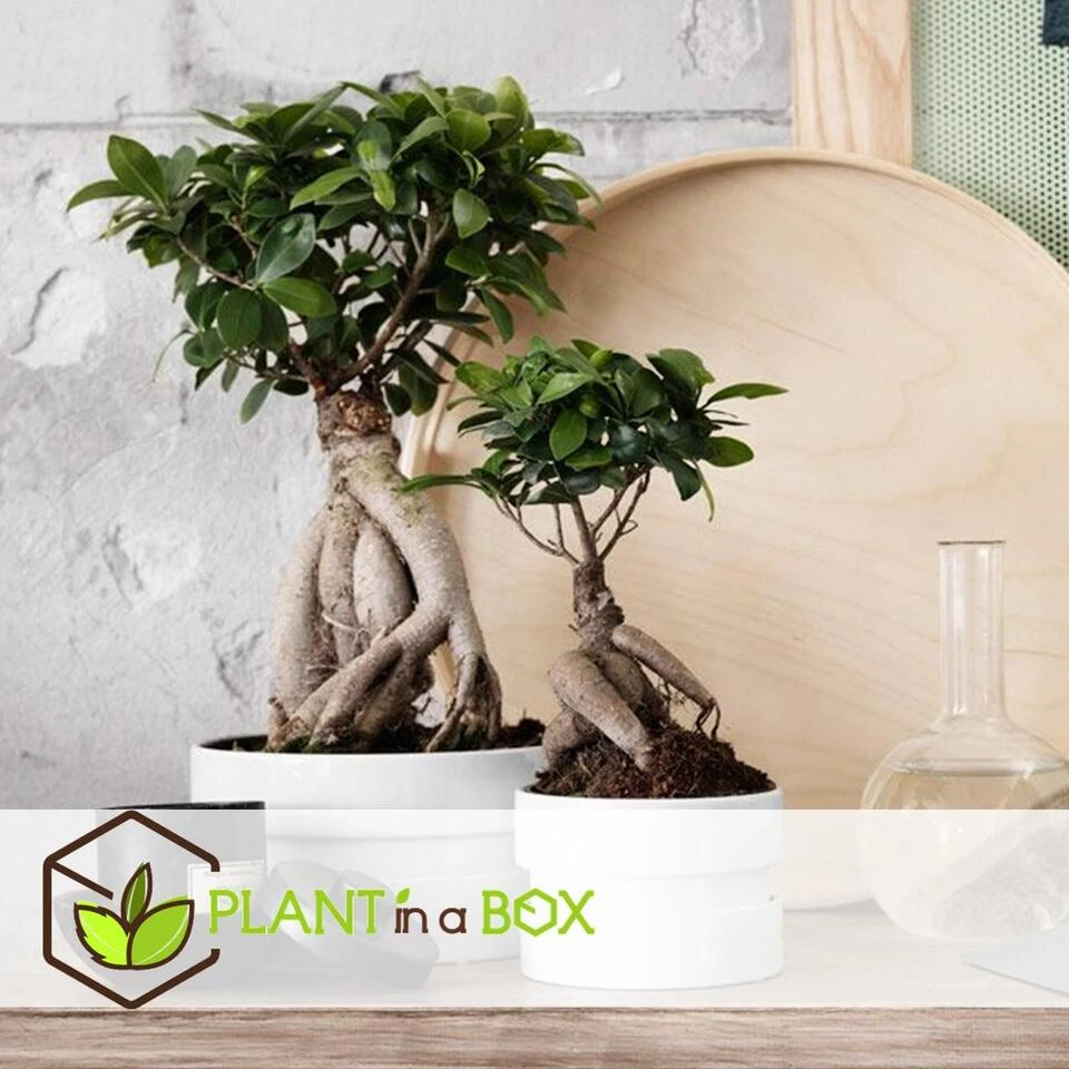 Ficus Ginseng - Japanse Bonsai - Set Van 4 - Pot 12cm - Hoogte 30-40cm 5 Ficus Ginseng - Japanse Bonsai - Set Van 4 - Pot 12cm - Hoogte 30-40cm - Afbeelding 3
