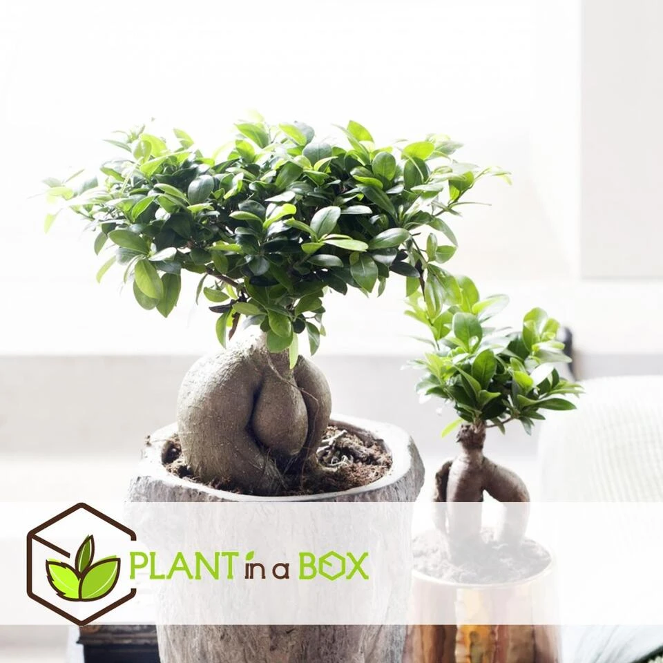 Ficus Ginseng - Japanse Bonsai - Set Van 4 - Pot 12cm - Hoogte 30-40cm 6 Ficus Ginseng - Japanse Bonsai - Set Van 4 - Pot 12cm - Hoogte 30-40cm - Afbeelding 4