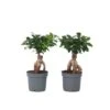 Ficus Ginseng - Japanse Bonsai - Set Van 4 - Pot 12cm - Hoogte 30-40cm -Bekend Tuinmeubelen Winkel 1000082148