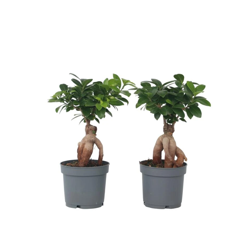 Ficus Ginseng - Japanse Bonsai - Set Van 4 - Pot 12cm - Hoogte 30-40cm 3 Ficus Ginseng - Japanse Bonsai - Set Van 4 - Pot 12cm - Hoogte 30-40cm