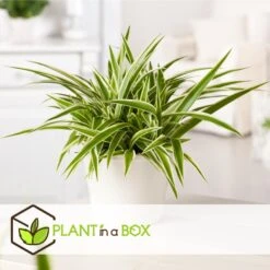 Chlorophytum Comosum 'Atlantic' - Set Van 3 - Pot 12cm - Hoogte 25-40cm -Bekend Tuinmeubelen Winkel 1000082149 0102