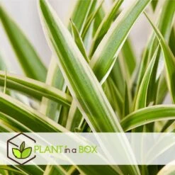 Chlorophytum Comosum 'Atlantic' - Set Van 3 - Pot 12cm - Hoogte 25-40cm -Bekend Tuinmeubelen Winkel 1000082149 0103