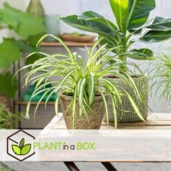 Chlorophytum Comosum 'Atlantic' - Set Van 3 - Pot 12cm - Hoogte 25-40cm -Bekend Tuinmeubelen Winkel 1000082149 0105